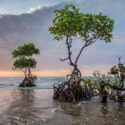 Mangroves and climate change