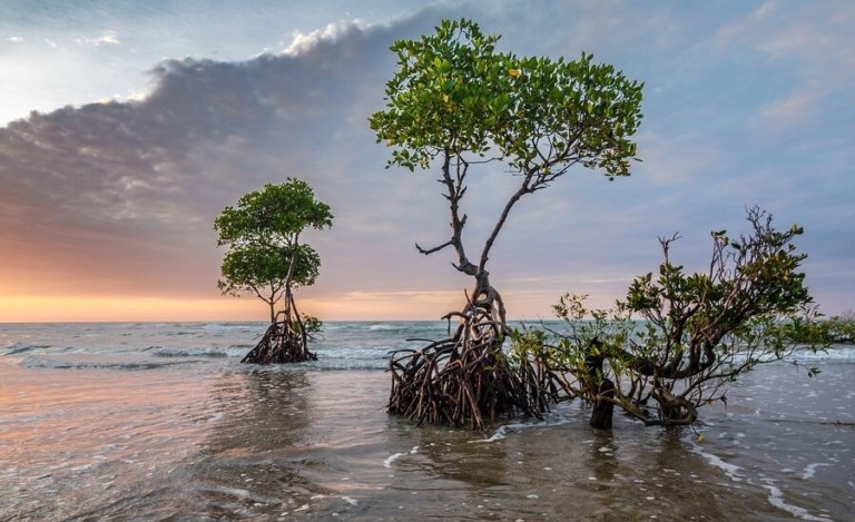 CLIMATE CHANGE IMPACT ON MANGROVE ECOSYSTEMS IN INDIA s COASTAL REGIONS National Maritime 