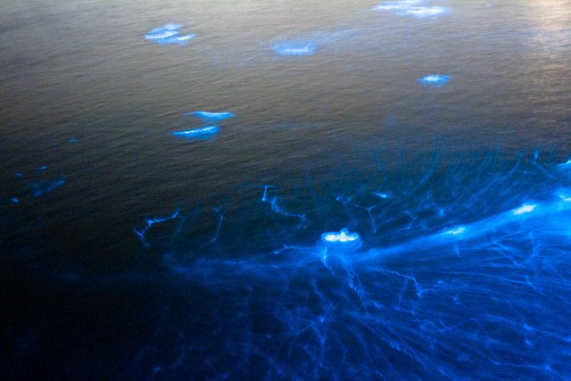 Figure 4: Noctiluca S. blooms detected through the naked eye. Source: Ricky –Flickr/Aqua Views Online Scuba Magazine https://www.leisurepro.com/blog/explore-the-blue/marine-bioluminescence/