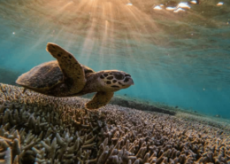 STEMMING THE RISING TIDE — OCEANS AND THE UNITED NATIONS FRAMEWORK CONVENTION ON CLIMATE CHANGE Saurabh Thakur